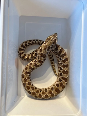 Hakennasennatter 100% het Snow Tausch möglich