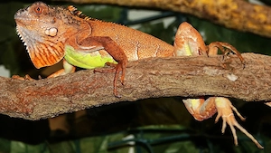 grünen Leguan in rot