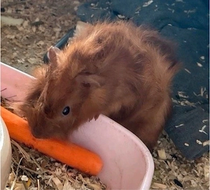 Meerschweinchenbabys weiblich und männlich