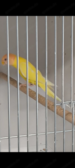 Pflaumenkopfsittich Lutino 