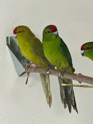 Ziegensittich Zuchtpaar