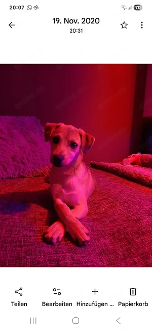 Liebevolles und treues Hundemädchen 