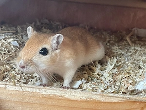 Rennmaus Böckchen (6Monate) optional mit Gehege sucht beuen Partner und zuhause 