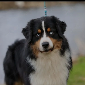 Australian Shepherd Welpen mit blauen und braungrüne Augen - image 8