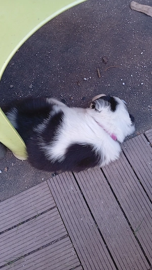 Hunde Welpen zu verkaufen 