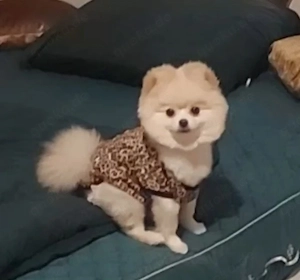 Pomeranian Boo Hündin abzugeben