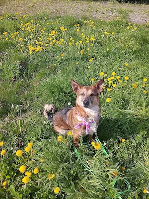 Sos! Herzenshündin sucht dringend Zuhause 