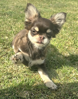 Chihuahua Rüde Taro Sky 15 wochen jung sucht seine Familie