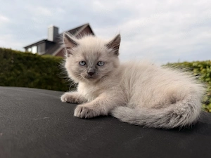 siam kitten 