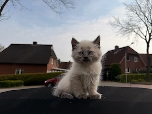 siam - maine coon kätzchen