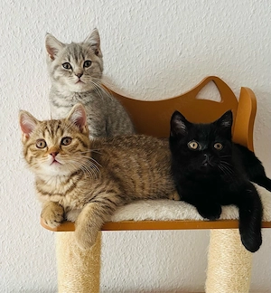 3 süße BKH Kitten abgabebereit