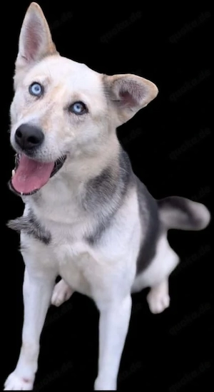 Wir hier in Berlin möchten gerne ein Husky ein neues Zuhause geben 