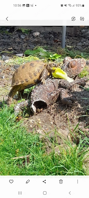 Vierzehensteppen Landschildkröten 