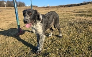Asha - kinderliebe Sonnenschein-Hündin sucht ihre Familie