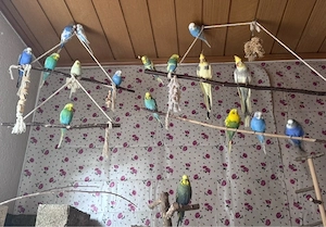 Wellensittiche und Nymphensittiche