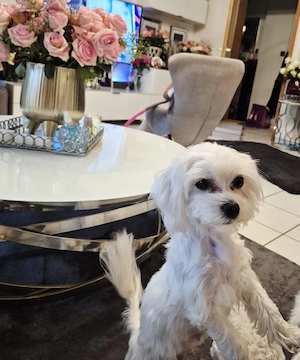 Malteser Reinrassig weibchen 
