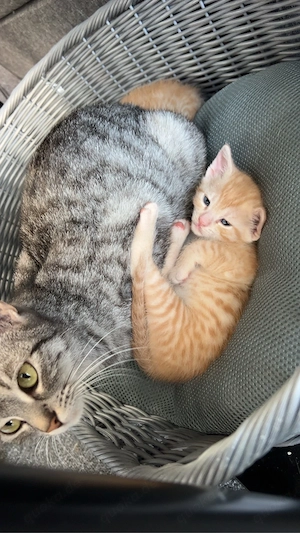 Katze mit 2 Kitten (m) sucht liebevolles Zuhause Bild 9