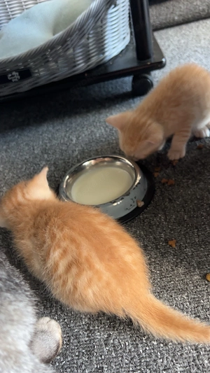 Katze mit 2 Kitten (m) sucht liebevolles Zuhause Bild 8