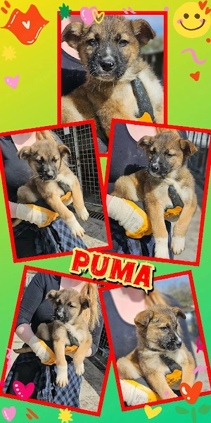 wunderschöner Welpenjunge "Puma" sucht ein liebevolles Zuhause