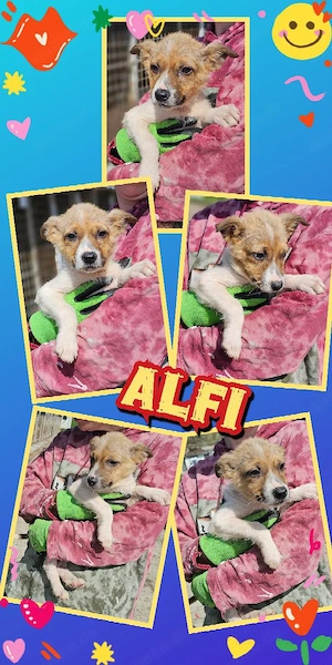 goldiger Welpenjunge "Alfie" sucht ein liebevolles Zuhause