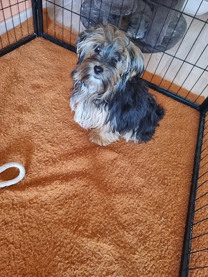 yorkshire shihtzu 
