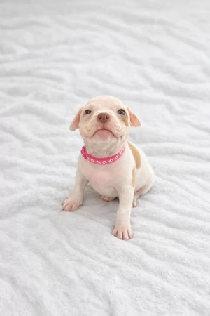 diese drei mäuse American Bully suchen noch ein liebevolles Zuhause   