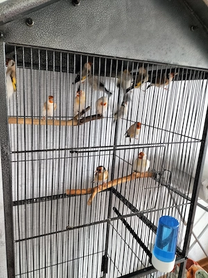 Stieglitz Mayor Mutationen 