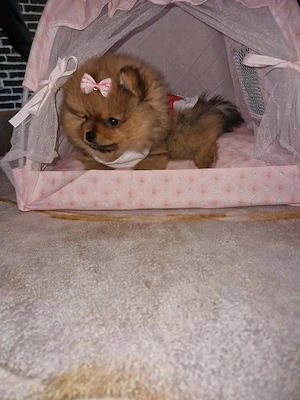 Liebe volle Pomeranian Welpe