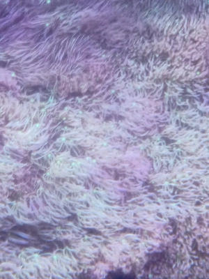 Briareum Affenhaar Koralle DNZ