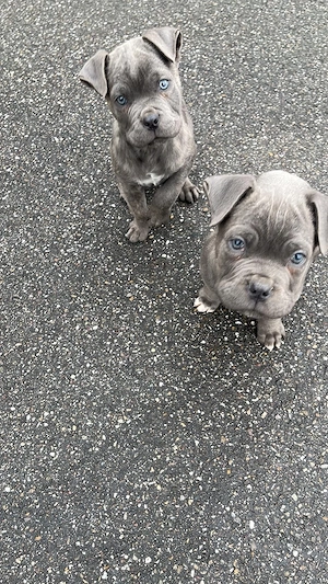 Wunderschöne Cane Corso Welpen 