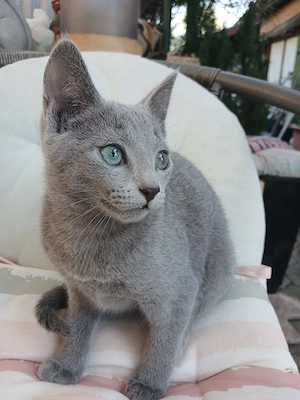 Typvolle Russisch Blau Kitten