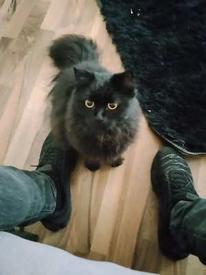 maine coon kater smooky black mit bernstein Augen 