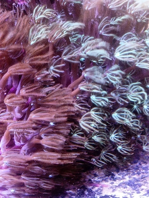 Tubipora musica Koralle DNZ rot oder grün 