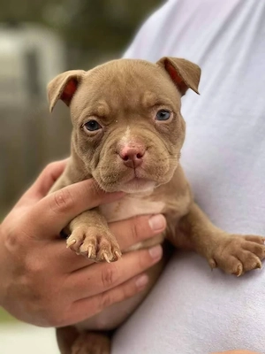 Englische Bulldoggenwelpe