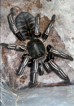 cyriopagopus albostriatus 0.1