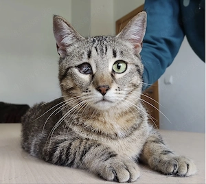 JUANITA- anhänglich, neugierig, verspielt