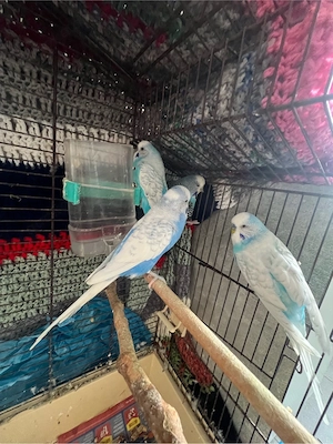 4 junge Wellensittiche + Käfig (3 Männchen, 1 Weibchen   lieb)