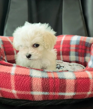 Malteser Welpen, nur noch ein Rüde 