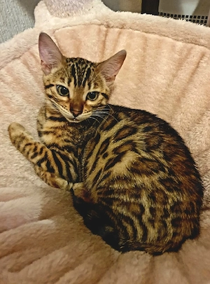 Bengal Mädchen reinrassig