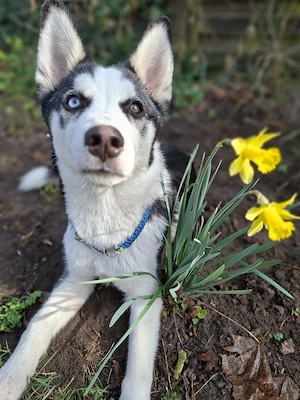 husky mix abzugeben 