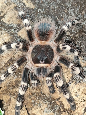 Acanthoscurria geniculata adult 1.0