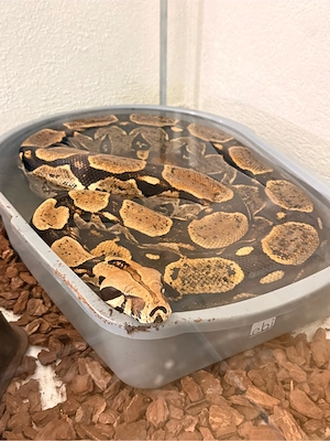 Surinam-Rotschwanzboa