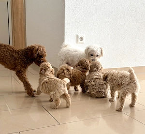 Süße Maltipoo Welpen   ab 21. April abgabebereit