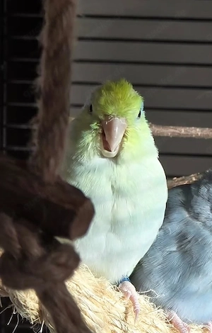 Sperlingspapagei Männlich 3 Jahre alt Handzahm