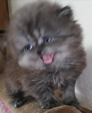 Reinrassige Perserkitten Perserbabys Perserkätzchen Perserkatze. 