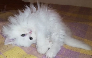 Reinrassige Perserkitten Perserbabys Perserkätzchen Perserkatze, in 12 Wochen alt.