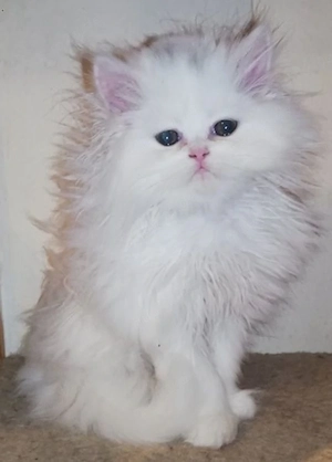 Reinrassige Perserkitten Perserbabys Perserkätzchen Perserkatze. 