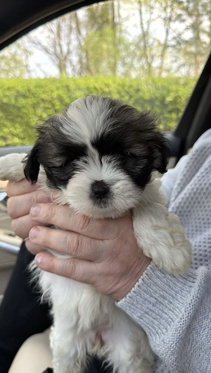 Liebe bezaubernde Shih Tzu - Malteser Welpen (nur noch eine Hündin zu haben)
