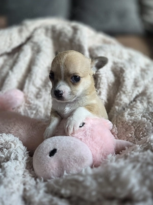 Vorgemerkt bis Dienstag Reinrassige Chihuahua Hündin