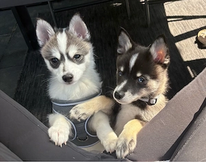zwei  süsse pomsky jungs